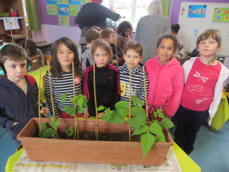 Culture de haricots