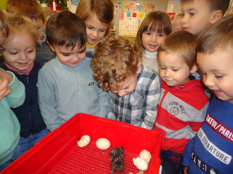 Des poussins en maternelle