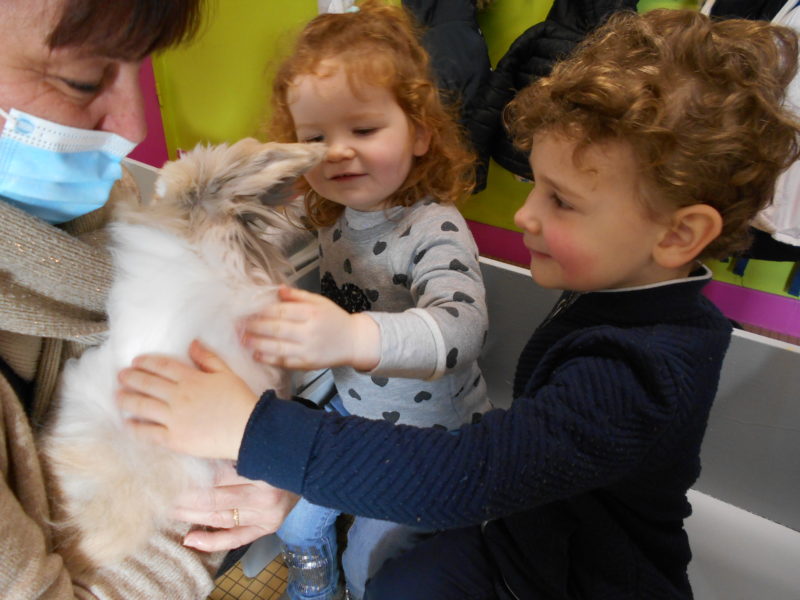 Visite d’un lapin angora chez les maternelles