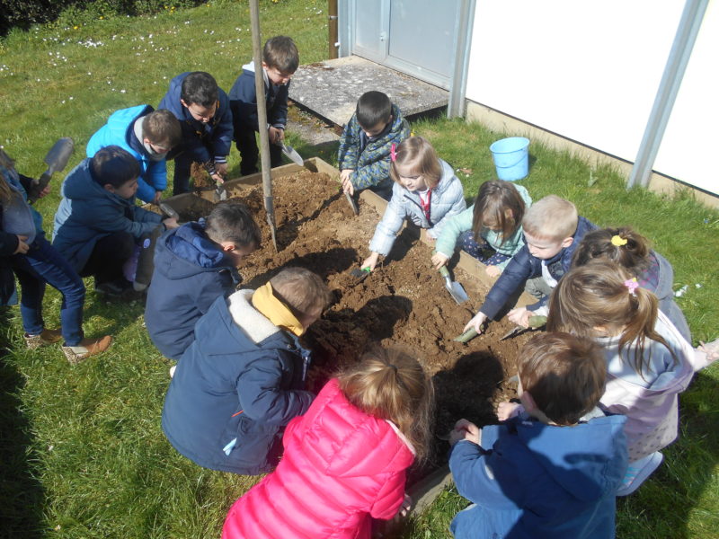 Plantation de radis en maternelle