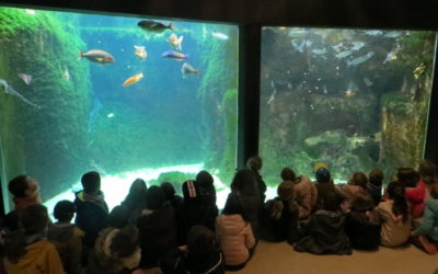 Visite de l’aquarium de Trégastel